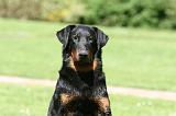 BEAUCERON 855